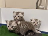 Silver Tabby Scottish Fold Ve British Shorhair Yavrularımız