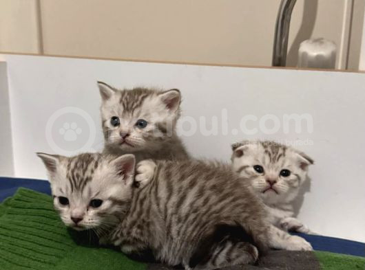 Silver Tabby Scottish Fold Ve British Shorhair Yavrularımız görsel