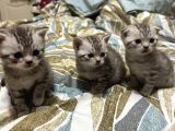 Silver Tabby Scottish Fold Ve British Shorhair Yavrularımız