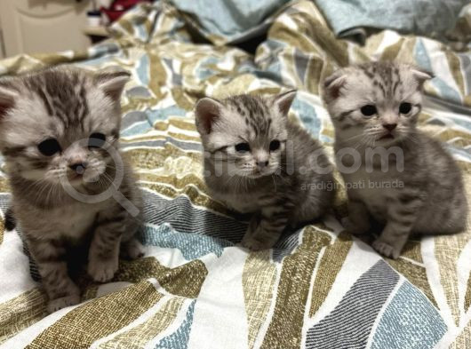 Silver Tabby Scottish Fold Ve British Shorhair Yavrularımız görsel