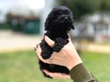 Siyah Poodle Yavrumuz