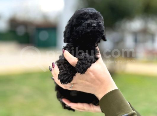 Siyah Poodle Yavrumuz görsel