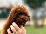 Kore Gen Red Brown Poodle