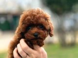 Kore Gen Red Brown Poodle
