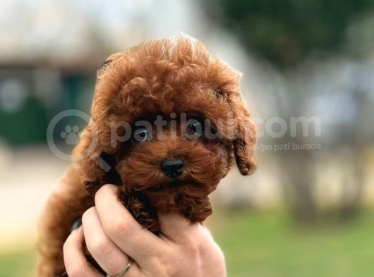 Kore Gen Red Brown Poodle görsel