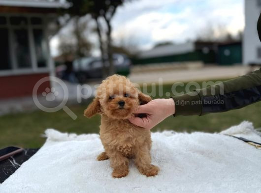 Toy Poodle Apricot Premium görsel