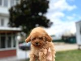 Toy Poodle Apricot Premium