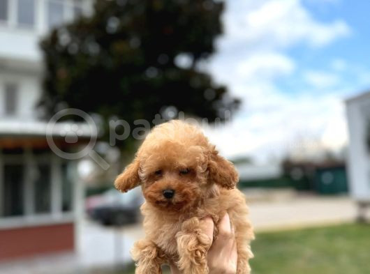 Toy Poodle Apricot Premium görsel