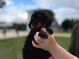 Toy Poodle Black Down