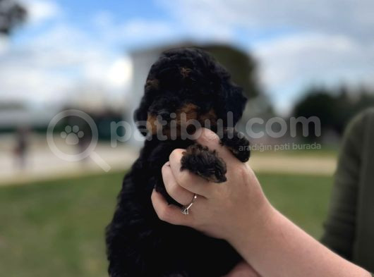 Toy Poodle Black Down görsel