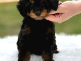 Toy Poodle Black Down