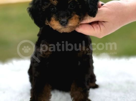 Toy Poodle Black Down görsel