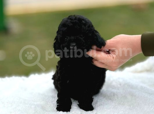 Siyah Poodle Yavrumuz