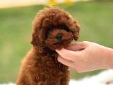 KORE GEN RED BROWN POODLE