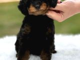 Toy Poodle Black Down