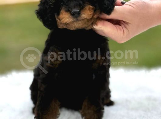 Toy Poodle Black Down