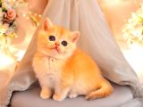 Lisanslı Üreticiden British Shorthair Golden Bebekler