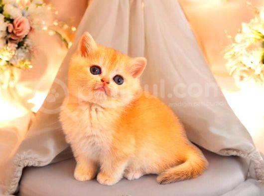 Lisanslı Üreticiden British Shorthair Golden Bebekler görsel