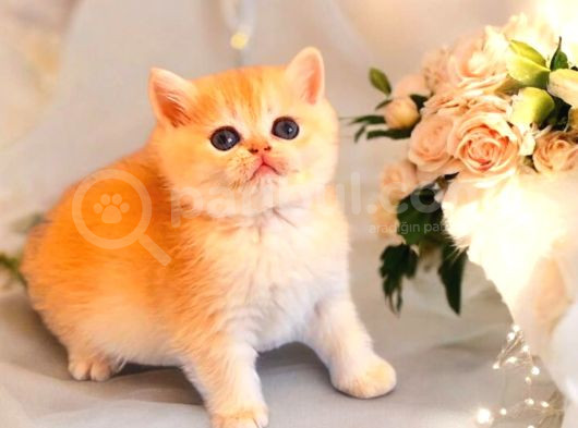 Lisanslı Üreticiden British Shorthair Golden Bebekler
