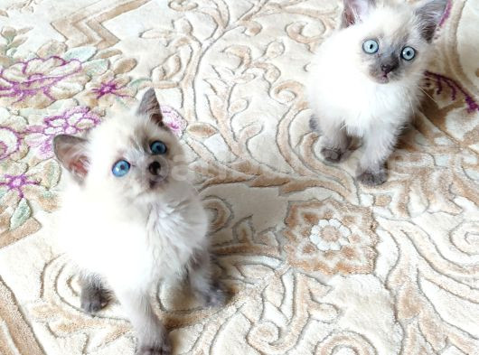 Mükemmel Blue Point Britishler Teslimi Hazırdır görsel
