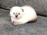 Teslime Hazır Mükemmel Bir Scottish Fold Erkek