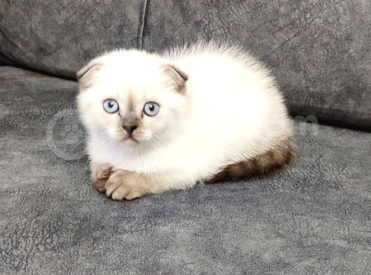 Teslime Hazır Mükemmel Bir Scottish Fold Erkek görsel
