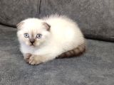 Teslime Hazır Mükemmel Bir Scottish Fold Erkek