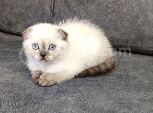 Teslime Hazır Mükemmel Bir Scottish Fold Erkek görsel