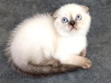 Teslime Hazır Mükemmel Bir Scottish Fold Erkek