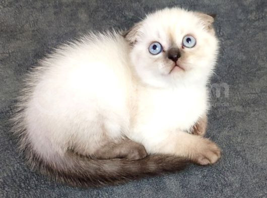 Teslime Hazır Mükemmel Bir Scottish Fold Erkek görsel