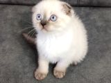 Teslime Hazır Mükemmel Bir Scottish Fold Erkek