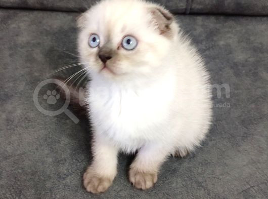Teslime Hazır Mükemmel Bir Scottish Fold Erkek görsel