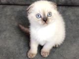 Teslime Hazır mükemmel bir Scottish Fold erkek