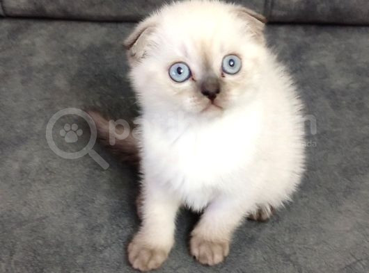 Teslime Hazır Mükemmel Bir Scottish Fold Erkek