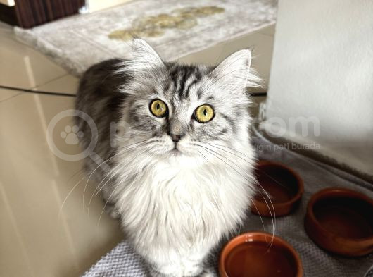6 Aylık Safkan Sibiryan Erkek
