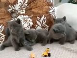 British Shorthair Şaşkın Kızım