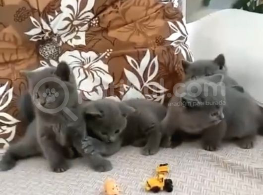 British Shorthair Şaşkın Kızım
