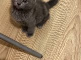 British Shorthair Güzel Prensesim