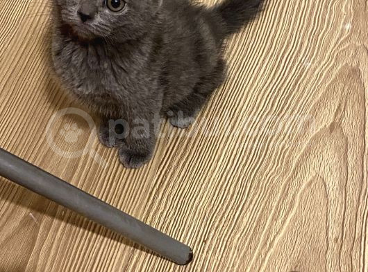 British Shorthair Güzel Prensesim