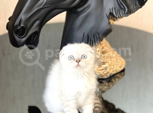Ayi Surat Sifir Kulak Scotti̇sh Fold Yavrum
