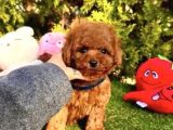 Mini Boy Toy Poodle Yavrular 