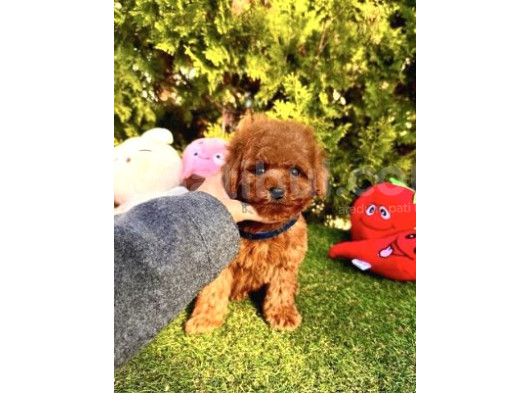 Mini Boy Toy Poodle Yavrular  görsel