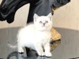 HARİKA GÜZELLİKTE BRİTİSH SHORTHAİR SİLVER POİNT YAVRUM