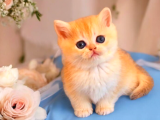 Lisanslı Üreticiden British Shorthair Golden Bebekler