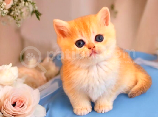 Lisanslı Üreticiden British Shorthair Golden Bebekler görsel