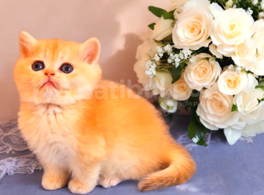 Lisanslı Üreticiden British Shorthair Golden Bebekler görsel
