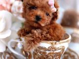 Red Braw Kıpkırmızı Ev Üretimi Tooy Poodle 