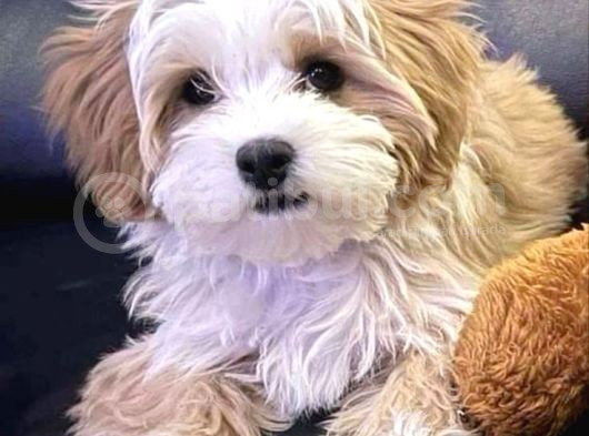 Maltipo Cinsi Yavrular Kahve Tonlu Mini Boy Puppy  görsel