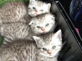 Silver Tabby Scottish Fold Ve British Shorhair Yavrularımız