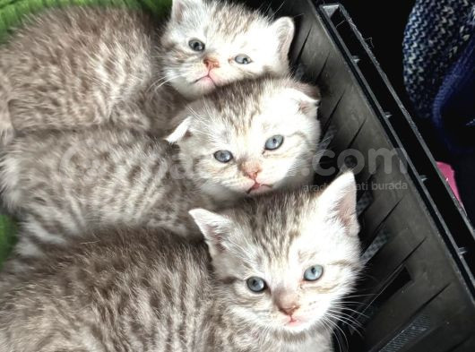 Silver Tabby Scottish Fold Ve British Shorhair Yavrularımız görsel